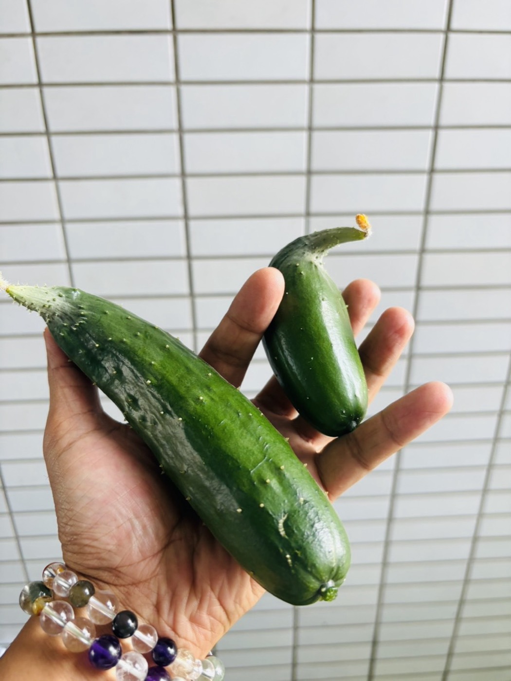 スタジオのベランダで収穫したきゅうり2本